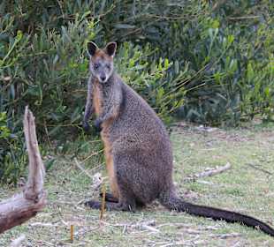 Wilsons Promontory NP