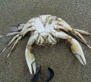 Римини, море