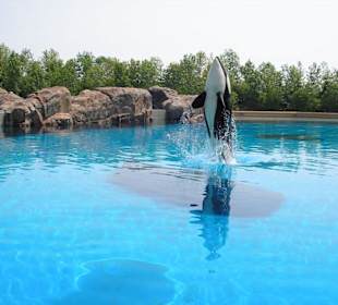 Orca
