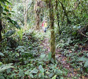 Wanderung durch den Nebelwald/Regenwald
