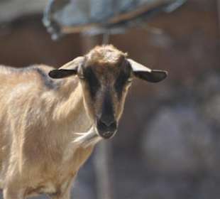 Ausflug: Insel Samiopoula