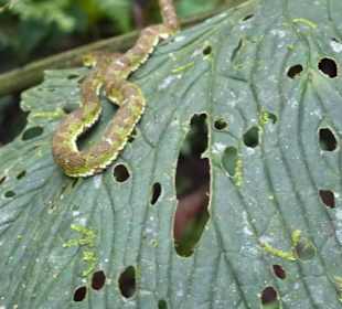 Hochgiftige kleine grüne Schlange lauert auf Beute