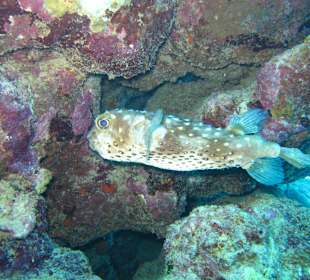 Igelfisch am Hausriff