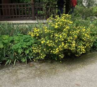 Casino auf der Roseninsel