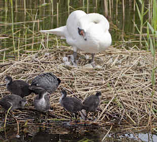 Besuch beim Schwanenpaar