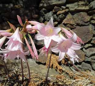 Eindrücke aus dem Jardin Méditerranéen