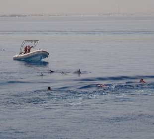 Delfin Tour Hurghada
