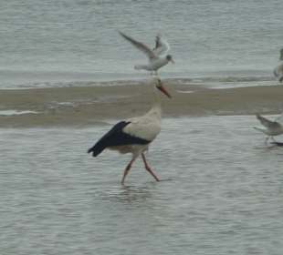 Storch und Möven im Watt