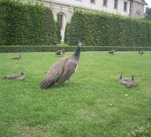 Giardini di palazzo valdstejn