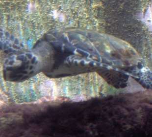 Mini-Wasserschildkröten