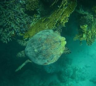 Schildkröte am Nordriff
