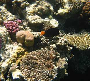 Underwater world behind the hotel