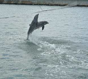 Delfinarium Cayo Blanco