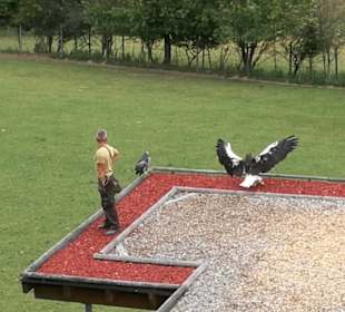 Andere Vögel