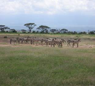 Amboseli Safari