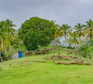 Auch die Pferde hatten Hunger u