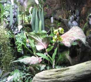 Botanischer Garten der Universität Zürich