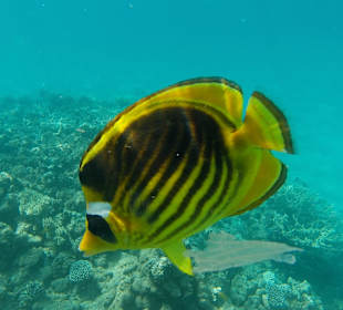 Schnorcheln Makadi Bay