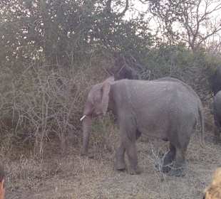 Safari Tour - really close to elephants