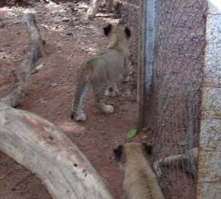 Großkatzen sediert im Gehege