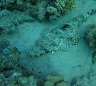 Schnorcheln Makadi Bay