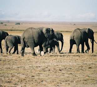 Kenia safari amboseli national park