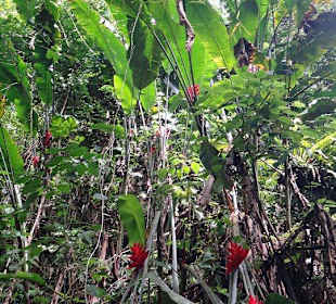 Regenwaldfeeling pur