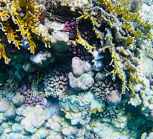 Schnorcheln Marsa Alam