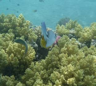 Korallenriff mit Fischen