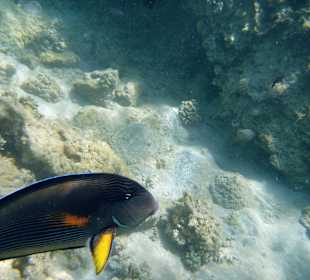 Schöne Fische am Hausriff