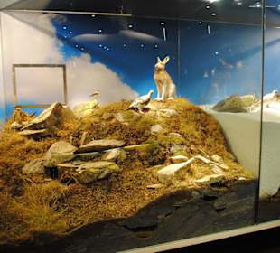 Alpentiere im Sommer