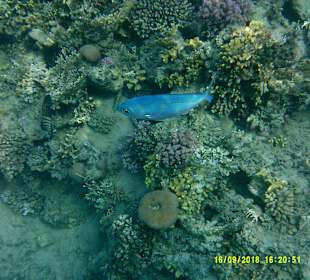 Schnorcheln Marsa Alam