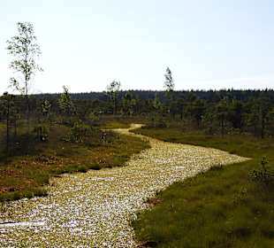 Bohlenweg durchs Kemeru-Moor