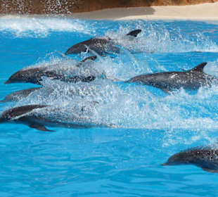 Delfin Show