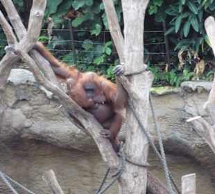 Orang Utang mit Baby Ito