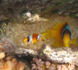 Rotmeeranemonenfisch am Hausriff