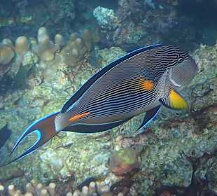 Unterwasserwelt Musandam