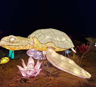 Chinese Lantern World ~ Light Show Tenerife