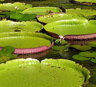 Wasserlilie im Botanischen Garten