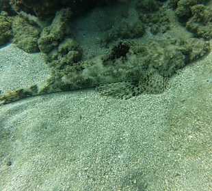 Teppich - Krokodilsfisch