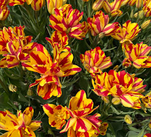 Floratuin Julianadorp