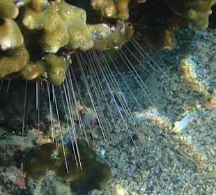 Unterwasserwelt Musandam