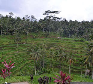 Die wundervollen Reisterrassen...