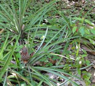 Dschungel Trekking Tour