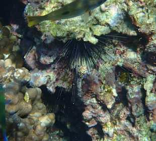 Unterwasserwelt Musandam