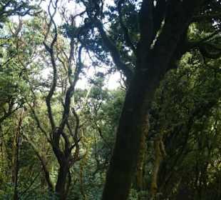 Wanderung Cruz Del Carmen-Chinamada-Las Carboneras