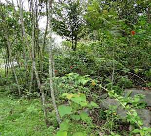 Poring Hot Springs - Schmetterlingsgarten
