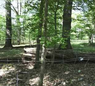 Wanderweg Hochgehwachsen