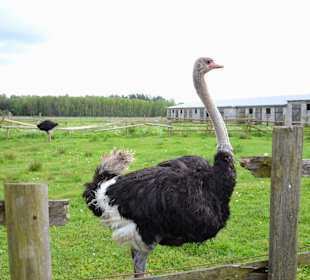 Ferma strusi "Eurostruś"