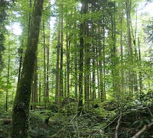 Wunderbarer Märchenwald bei Ruhpolding